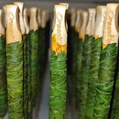 cannagar las vegas